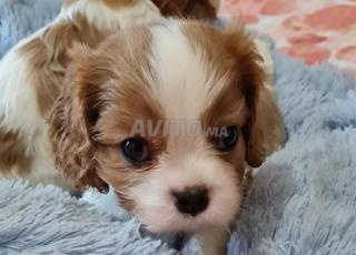 كافالييه كينغ تشارلز