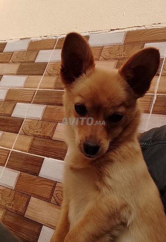 chienne Chihuahua