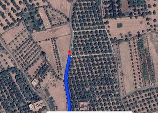 Terrain d'Oliviers Fleurantes à vendre(milkiya)