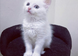chaton angora turk pur race yeux bleu et vert 