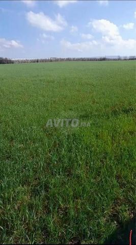 Terrain agricole de 2 hectares – Proche de Meknès