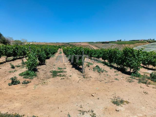  Terrain Agricole de 3 ha 8600 m²