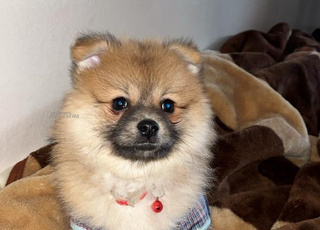 chien spitz pomerian russe 