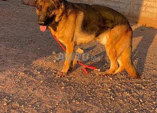 berger allemand pure race 