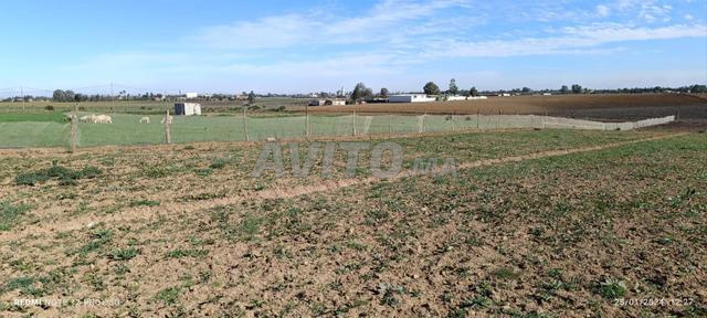   أرض فلاحية حضرية للبيع جماعة زيايدة بن سليمان