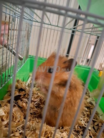 Hamster (avec équipements) à vendre