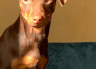 Pinscher à vendre 