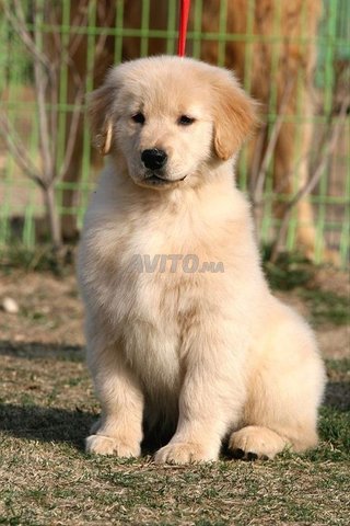 Golden Retriever 
