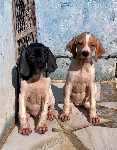 Pointer Dog