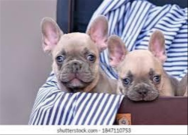 chiot Bulldog
