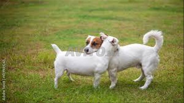 Jack Russell 
