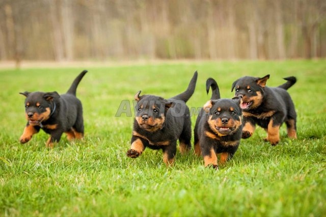 chiot rottweiler 