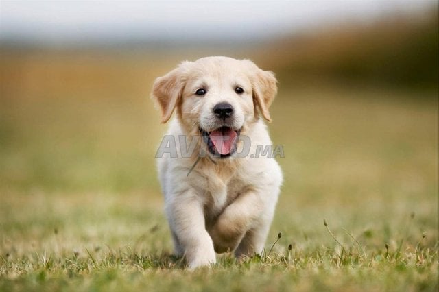 chiot Labrador 