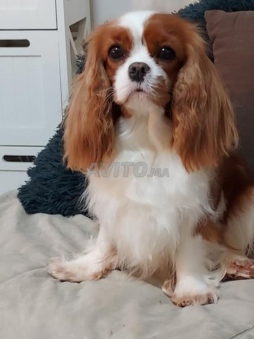 chien cavalier king