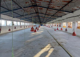 فيرمة كوارة الدجاج للبيع 