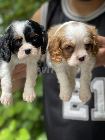 Cavalier king charles