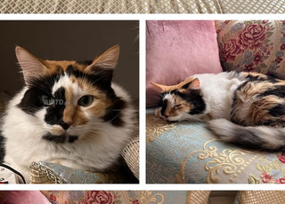 Cherche foyer pour chats