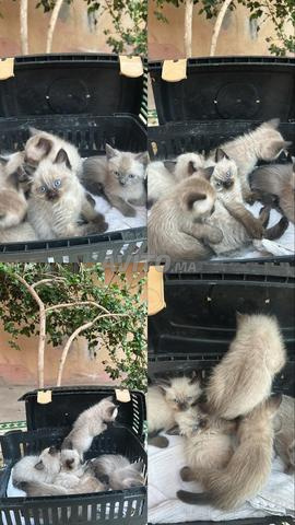 chat siamois pour sale