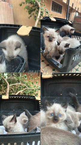 chat siamois pour sale - 2