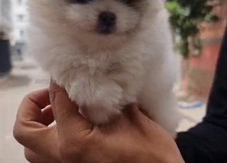 spitz panda choclate