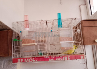 2 couples perruche avec cage a ain sbaa