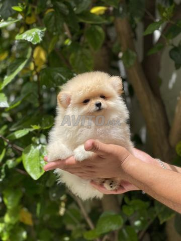 Spitz pomeranien - 2