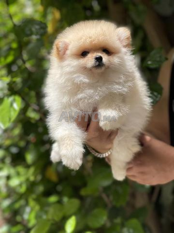Spitz pomeranien
