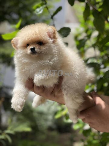 Spitz pomeranien