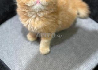 persan chatons
