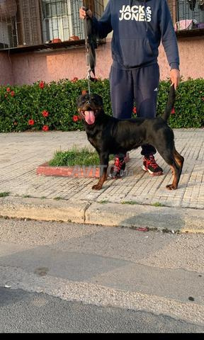 chiot male Rottweiler pure race - 2