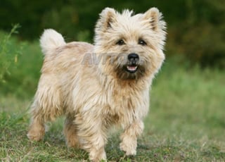 Petit chien adorable 