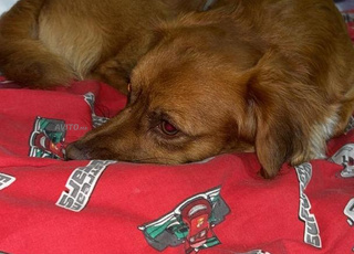 Chien croisé pekinois