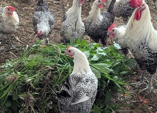 دجاجات الفيومي