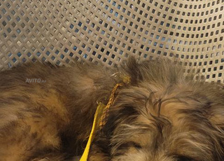 chien caniche bichon