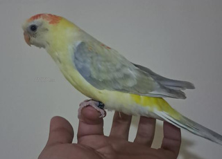 انثى كروبيون 