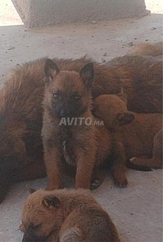 مجموعة كلاب من نوع مالينوا للبيع (6)