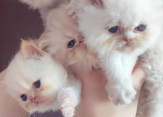Chat Persan Race Originale 1 Mois F et M 