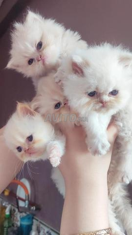 Chat Persan Race Originale 1 Mois F et M 