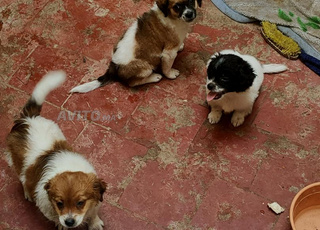 chien epagneul tibetain