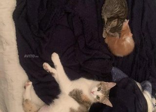 À donner gratuitement – 4 chatons adorables