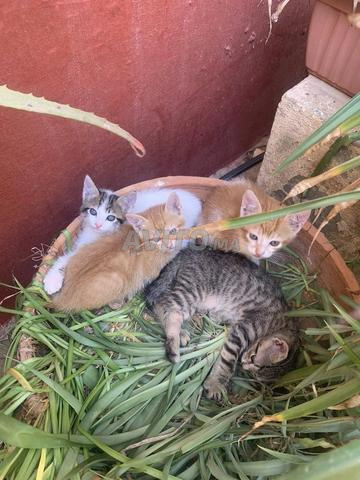 À donner gratuitement – 4 chatons adorables - 2