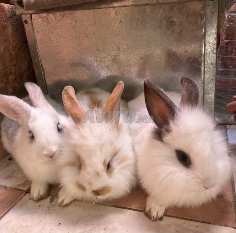 vendre 3 lapins angora