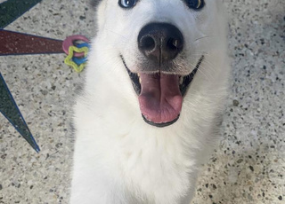 Husky / Malamute Sibérienne (femelle)