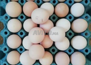 بيض مخصب خليط السلالات الحرة 