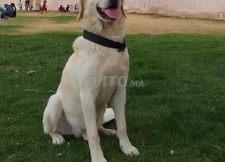 labrador retriever sable