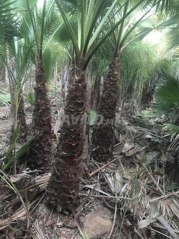 Palmiers Washingtonia et Cocos نخيل واشنطونيا كوكس - 2