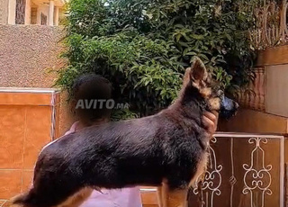 male berger allemand pedigree