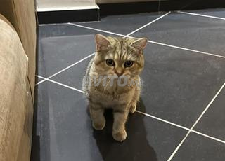 CHAT SCOTTISH STRAIGHT 