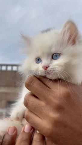 femelle shirazi blanche 