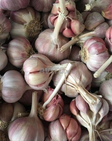 Ail rouge beldi qualité premium 